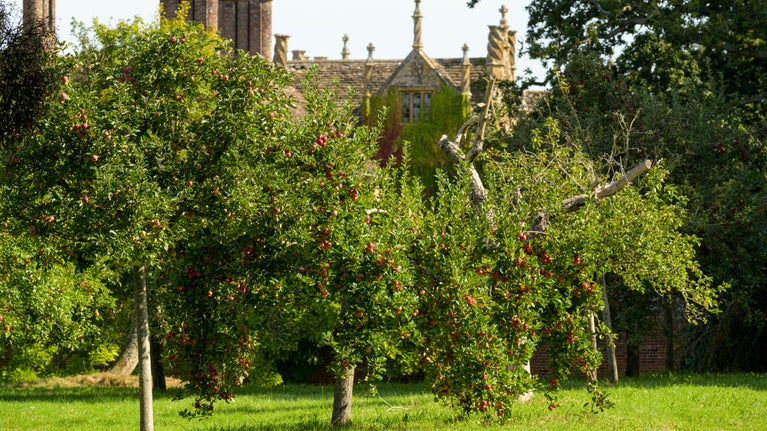 Apple trees in Goose Orchard at Barrington Court